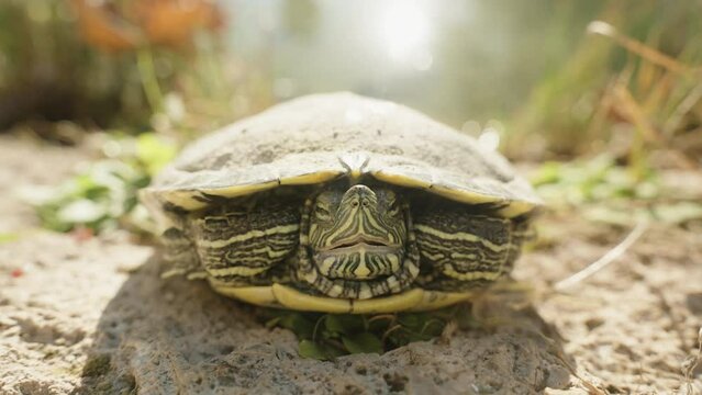 The Turtle Got Scared and Hid Inside the Shell, she Looks at me and Opens Her Mouth. Close-up.