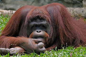 orangutan