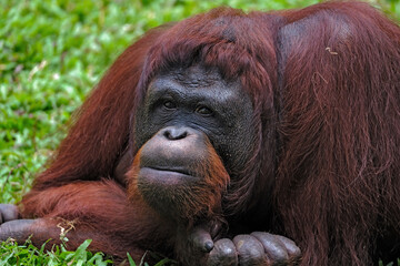 orangutan