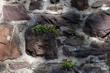 plant on a wall