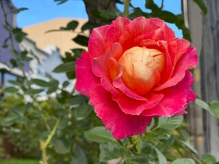 Tea rose pink orange flower Arlequin.