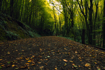 Walking path or trail in the forest from ground level in the autumn