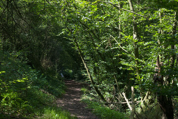 green forest in the morning