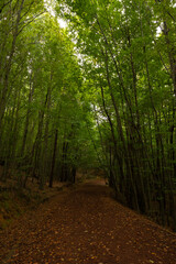 Polonezkoy Nature Park and jogging or hiking path in vertical view