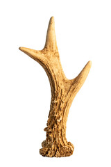 Roe deer antler isolated with no background