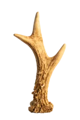 Tuinposter Roe deer antler isolated with no background © Reflexpixel