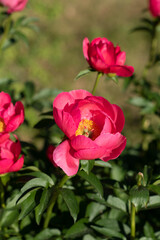 Fototapeta na wymiar Blooming red pink peony flower with green leaves and stems in warm sunlight