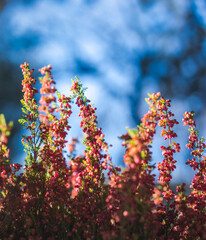 Bright beautiful spring background, pink blooming heather in the forest, close-up image