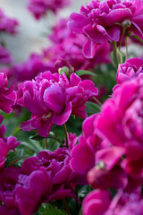 Fototapeta na wymiar Blooming dark pink peony flower bush, one flower in focus