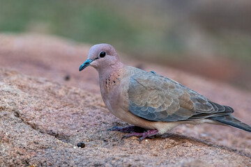 Laughing dove or Spilopelia senegalensis observed in Hampi in Karnataka, India