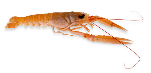 Langoustine, raw scampo,  cut out top view with