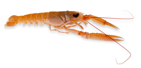 Langoustine, raw scampo,  cut out top view with