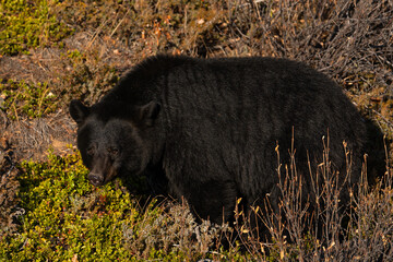 Fototapeta premium canadian rockies 