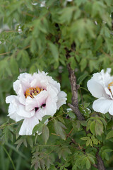 Two large white tree peony flowers on a dark background of leaves