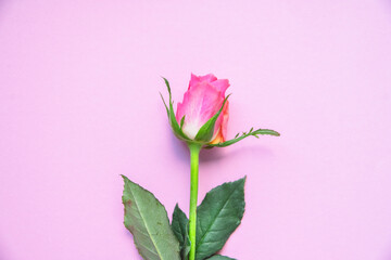 Rose vor pinkem Hintergrund