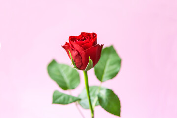 Rose vor pinkem Hintergrund