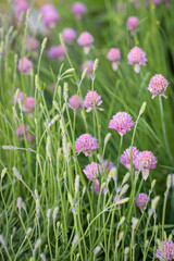 Wild chives pink flowers blooming in summer garden. Edible flowers, wild onion. Soft focus, artistic image.