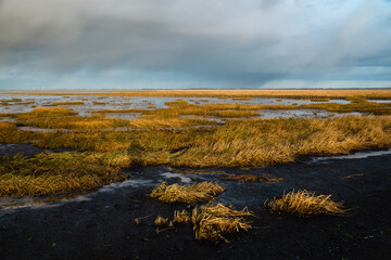 Wadden sea on the island Romo in Denmark, intertidal zone, wetland with plants, low tide at north sea

