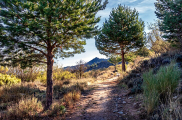 Sendero en la Sierra de la Cabrera