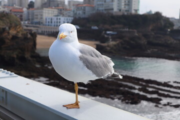 mouette 