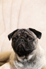 A funny one-year-old pug lies on a light beige sofa, a place for text. Purebred small dogs, pet shop.