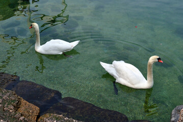 Pair of White Swans Swimming on Still Waters Of Lake 