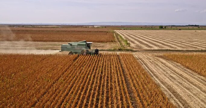 Eco-friendly agriculture in action, combine harvester harvesting soybeans from above