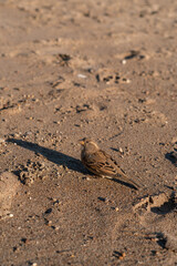 Little sparrow on the sand of the beach