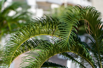 Detail of the green palm leaf in the vacation