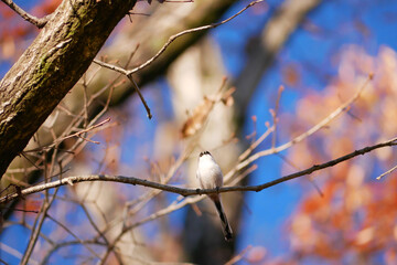 日本、冬、小枝で休む野鳥