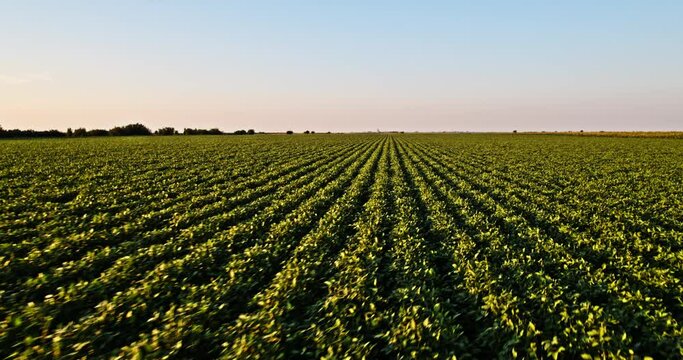 Sustainable farming at its finest, aerial view of a thriving soybean field