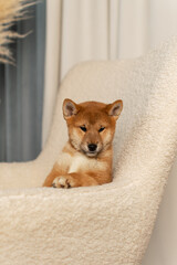 Cute Shiba Inu puppy lying on a beige soft couch