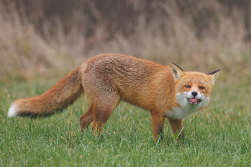 A wild fox looks at the camera with its tongue sticking out