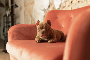 American Bulli puppy lying on a red couch 