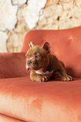 American Bulli puppy lying on a red couch 
