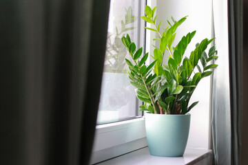 Zamioculcas plant in a pot on windowsill at day light