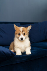 Corgi Pembroke puppy sitting on the blue couch