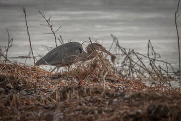 Great Blue Heron catches a rodent in the marsh grass