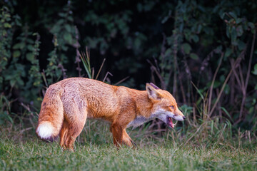 A wild fox braves the cold to come out and hunt for food