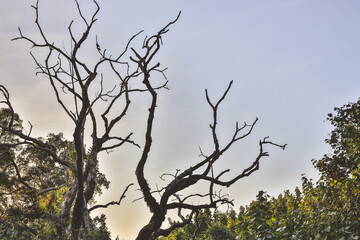 a the silhouette of tree without leaves at winter