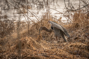 Great Blue Heron hunts rodents in the marsh grass