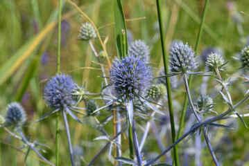 Eryngium planum, flat-leaved eryngium, or flat eryngium on a green meadow. Macro. Kharkov, Ukraine