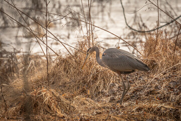 Great Blue Heron hunts rodents in the marsh grass