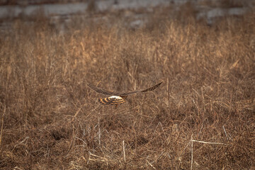Female Northern Harrier flies over the meadow looking for prey