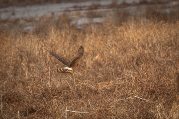 Female Northern Harrier flies over the meadow looking for prey