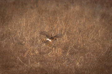 Female Northern Harrier flies over the meadow looking for prey