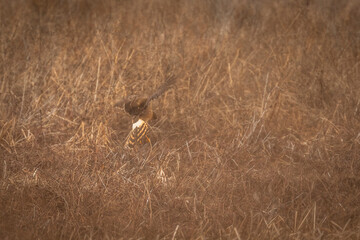 Female Northern Harrier lands in the grass of the meadow