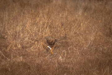 Female Northern Harrier lands in the grass of the meadow
