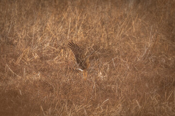 Female Northern Harrier lands in the grass of the meadow