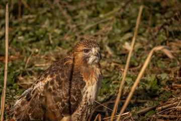 Red-tailed Hawk after finishing his meal